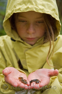 BB 06 0036 / Lissotriton vulgaris / Småsalamander